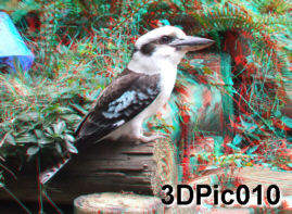 Australias Laughing Kookaburra Close Up - King of the Kingfishers 3D Anaglyph
